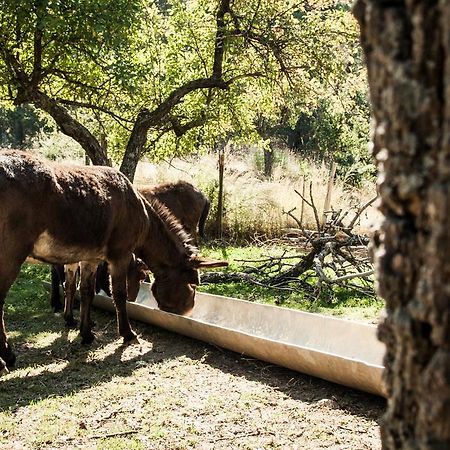 La Taverna Dei Briganti Cotronei Bagian luar foto