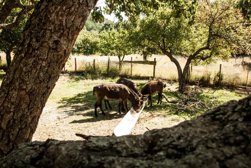 La Taverna Dei Briganti Cotronei Bagian luar foto