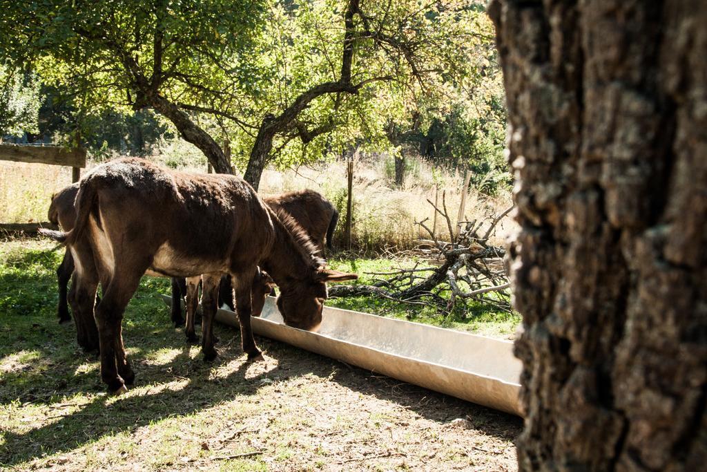 La Taverna Dei Briganti Cotronei Bagian luar foto